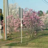 Village Squire Mobile Estates ico