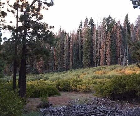 Frog Meadow Campground