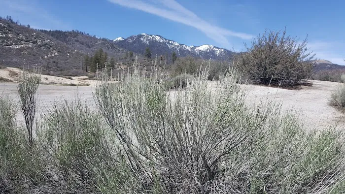 Chamise Flat Campground Picture 4