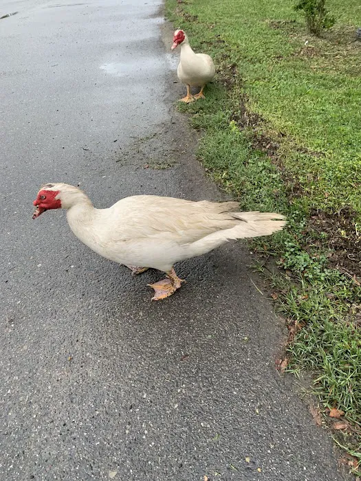 North Pointe RV Resort Picture 10