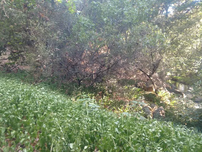 Leavis Flat Campground Picture 4