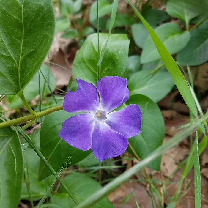 Leavis Flat Campground Picture 5