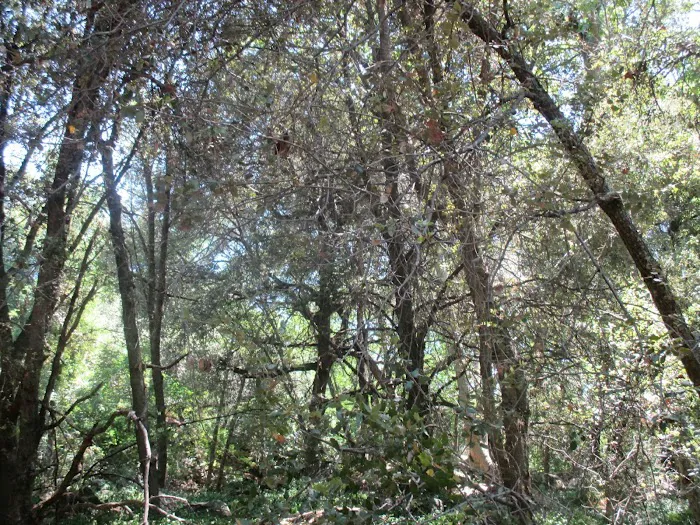 Quail Valley Recreational Village Picture 5