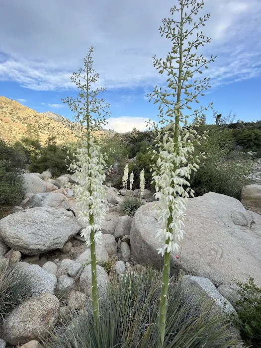 Ant Canyon Campground Picture 9