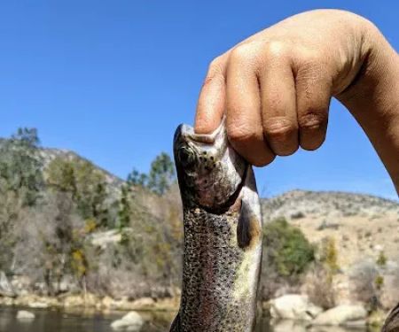 Lower Springhill Campground