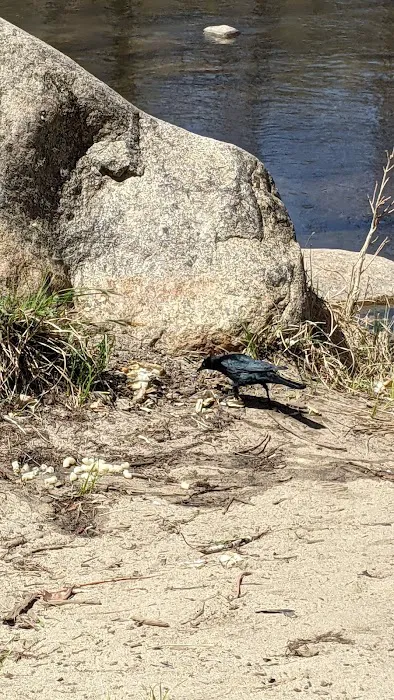 Lower Springhill Campground Picture 10