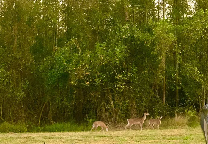 Herring RV and Mobile Village Picture 8