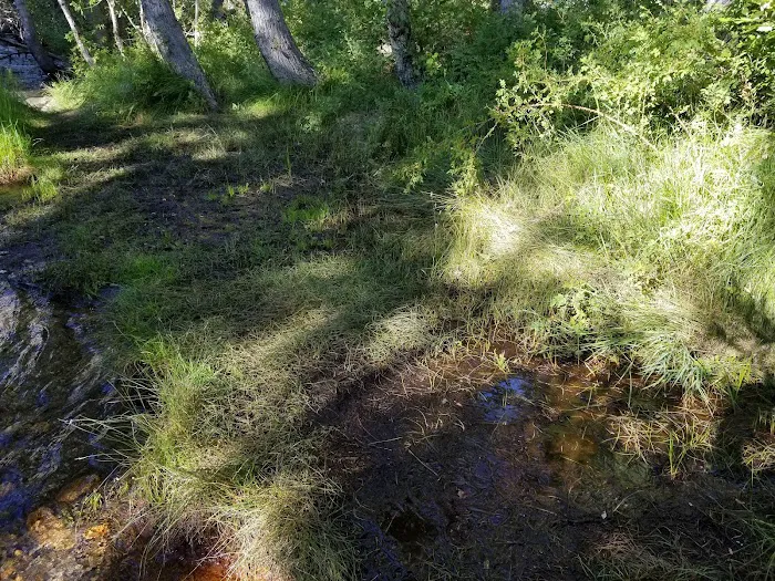 Upper Sage Flat Campground Picture 7
