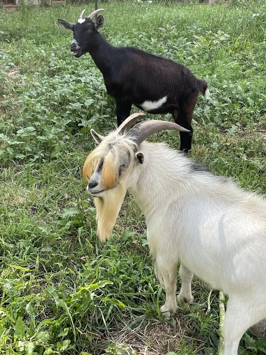 Matthews Creek Farm Picture 6