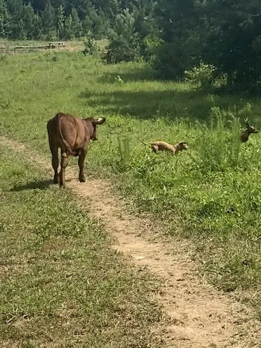 Matthews Creek Farm Picture 4