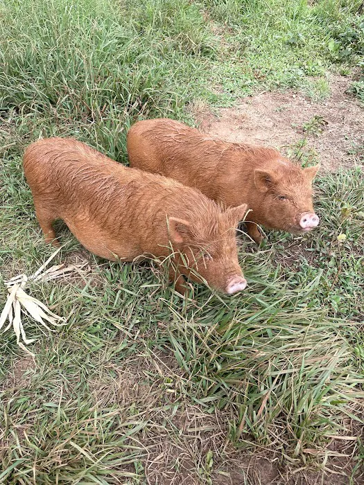 Matthews Creek Farm Picture 7