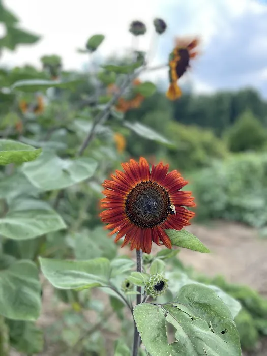 Matthews Creek Farm Picture 8