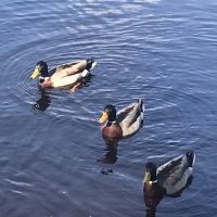 Clements Campsite(do not take overnight stays, only construction crews) ico