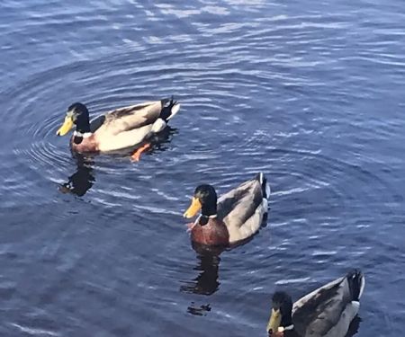Clements Campsite(do not take overnight stays, only construction crews)