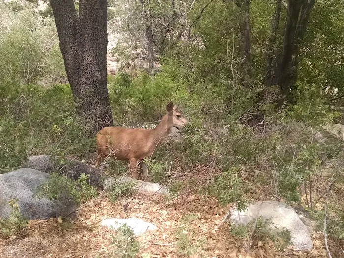 Grays Meadows Campground Picture 8