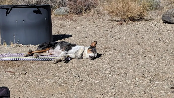 Goodale Creek Campground Picture 6