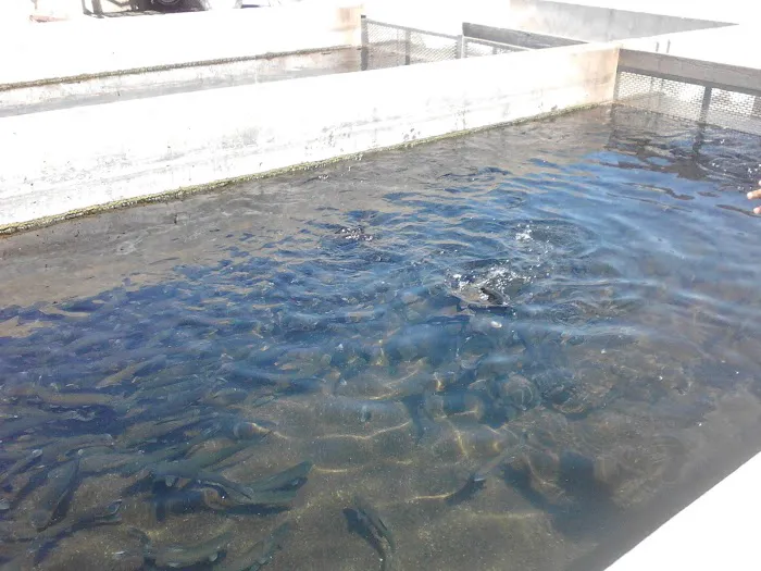 Tinnemaha Creek Campground Picture 1