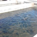 Tinnemaha Creek Campground