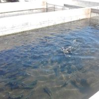 Tinnemaha Creek Campground ico