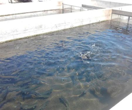 Tinnemaha Creek Campground