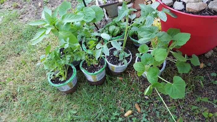 Buffaloe Enterprises & RV Park Picture 6