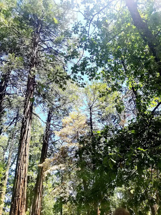 Shirley Meadows Campground Picture 6