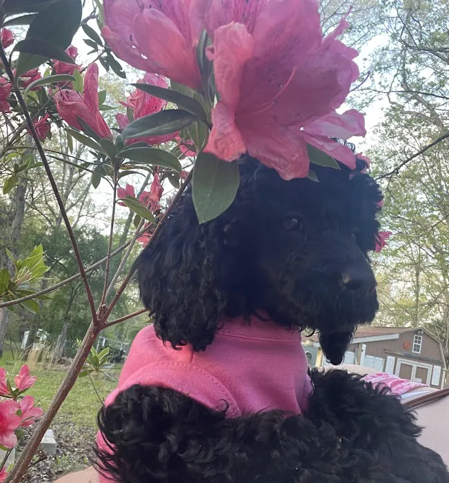 All Star Manufactured Home Community Picture 5