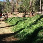 Alder Creek Campground