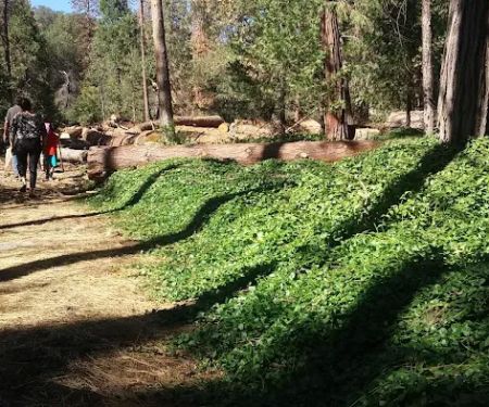 Alder Creek Campground