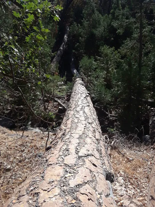 Alder Creek Campground Picture 10