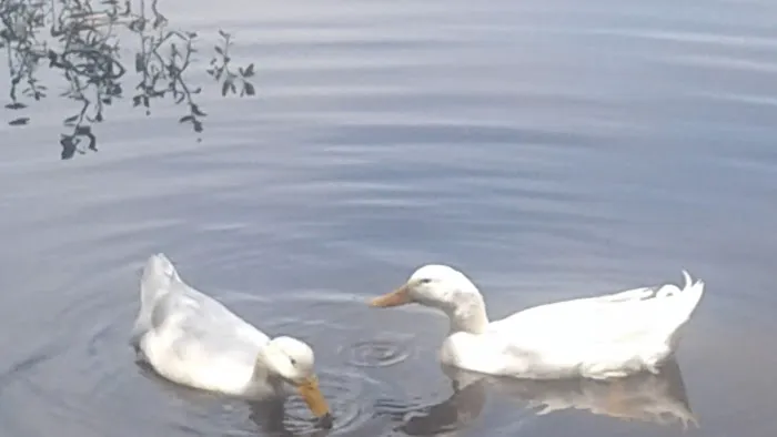 Lakeview Mobile Estates LLC. Picture 9