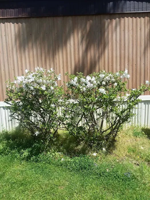 Maple Ridge Park Picture 1