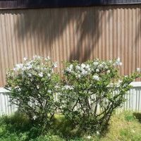 Maple Ridge Park ico