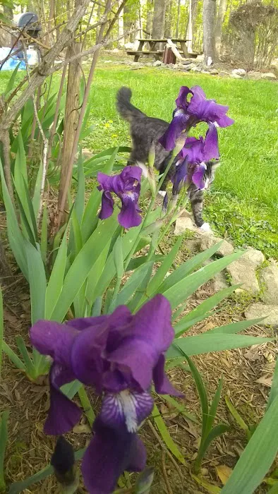 Maple Ridge Park Picture 2