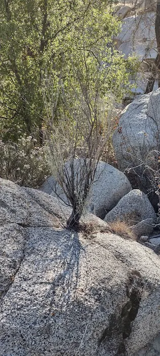 Sandy Flat Campground Picture 2