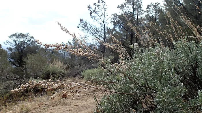 Walker Pass Campground Picture 7