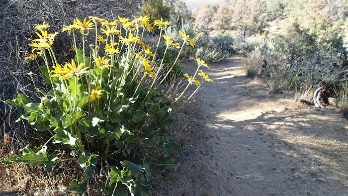 Walker Pass Campground Picture 10