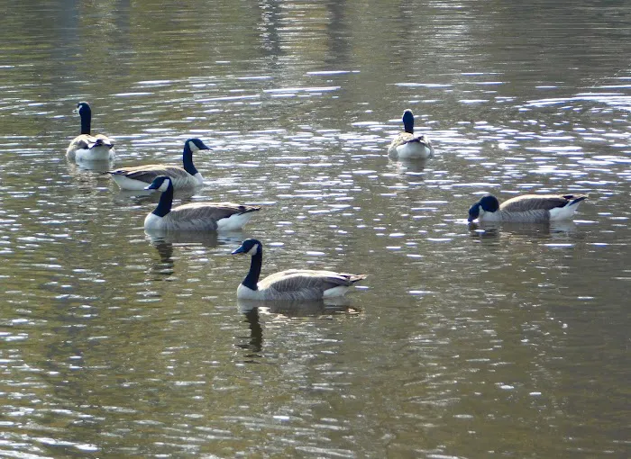 Moonlight Lake RV Park and Cottages Picture 6