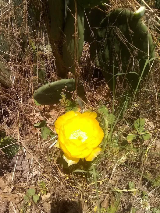Tar Heel Mobile Court Picture 1