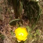 Tar Heel Mobile Court