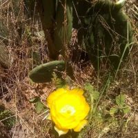 Tar Heel Mobile Court ico