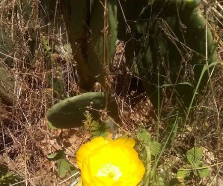 Tar Heel Mobile Court