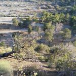 Sycamore Flat Campground