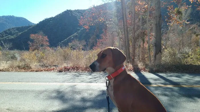 Sycamore Flat Campground Picture 9