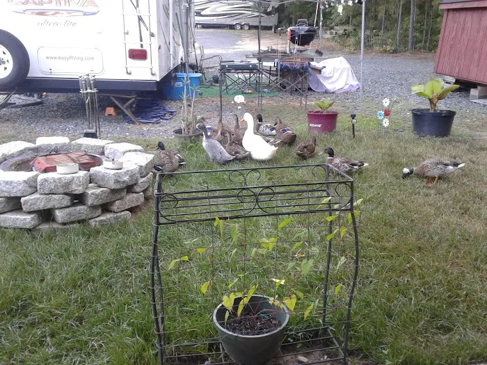 Jordan Dam RV Park Picture 8