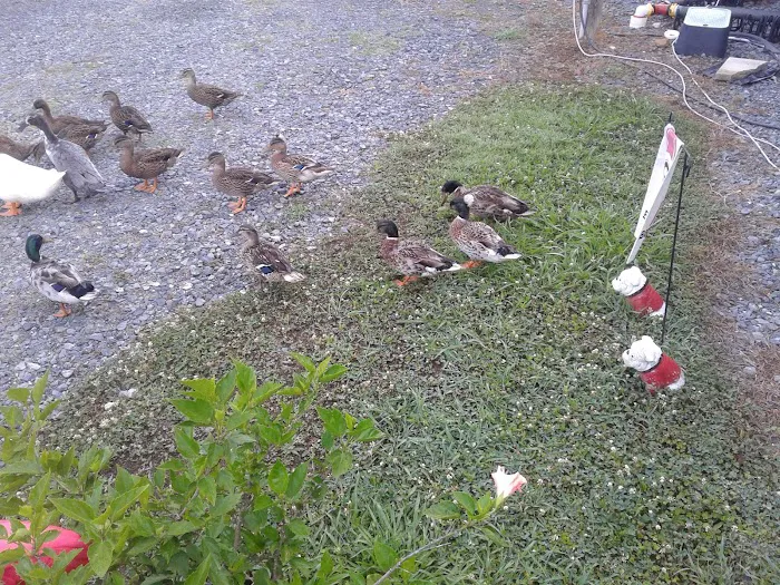 Jordan Dam RV Park Picture 10