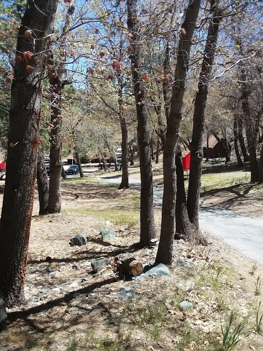 Lions Camp at Wrightwood Picture 9