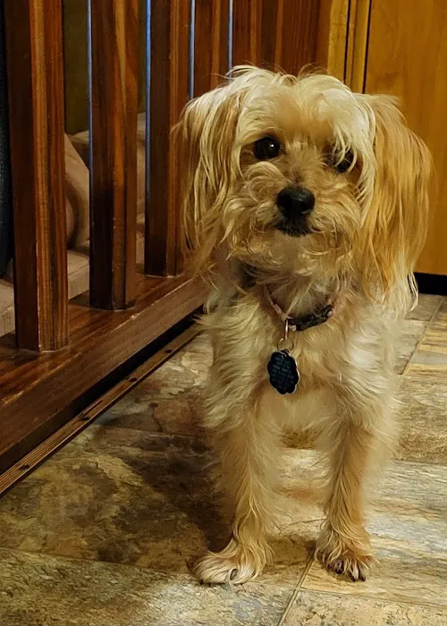 Whispering Pine Village Picture 3