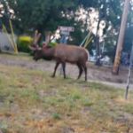 BVS Water Canyon Campground