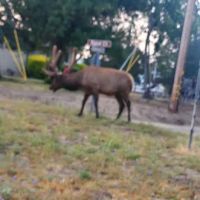 BVS Water Canyon Campground ico